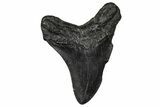 Fossil Megalodon Tooth - South Carolina #356853-1